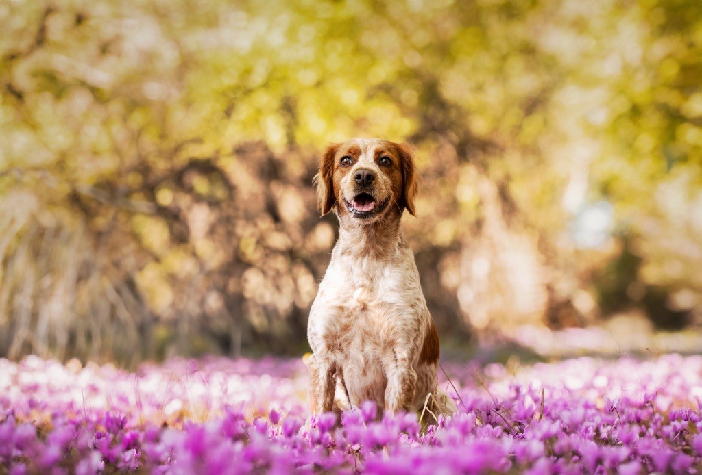 Toscane Du fief des kallistos