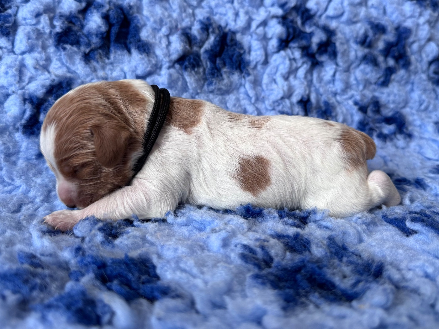 Des Collines De Galoum - Chiots disponibles - Epagneul Breton