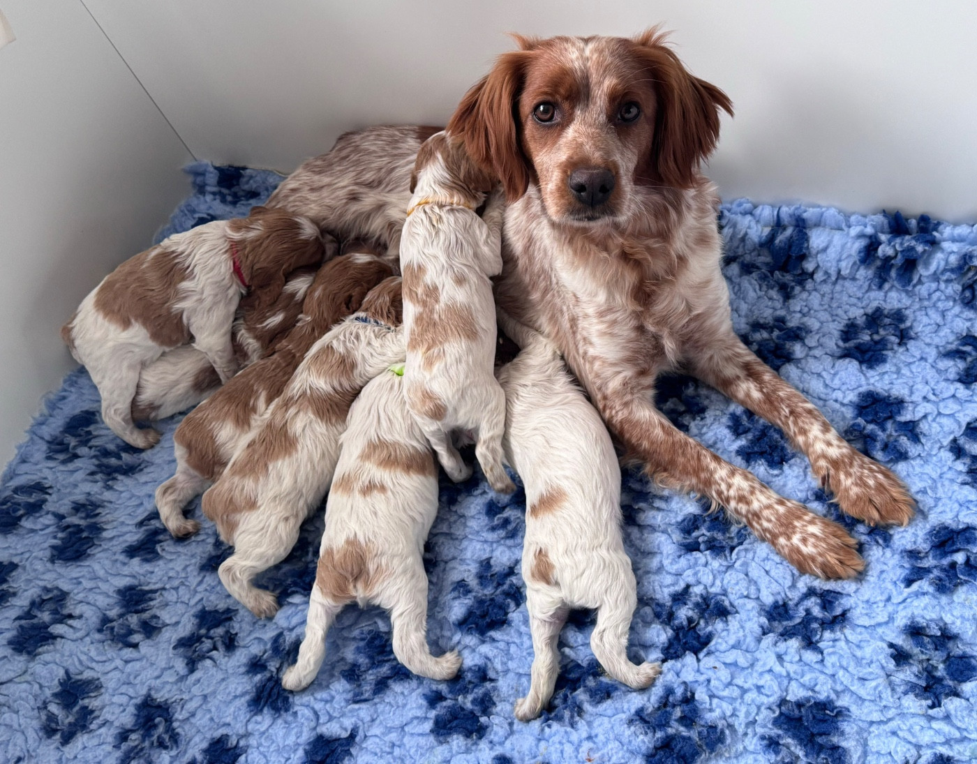 Chiot Epagneul Breton Des Collines De Galoum